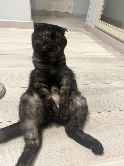 Кот отдам бесплатно