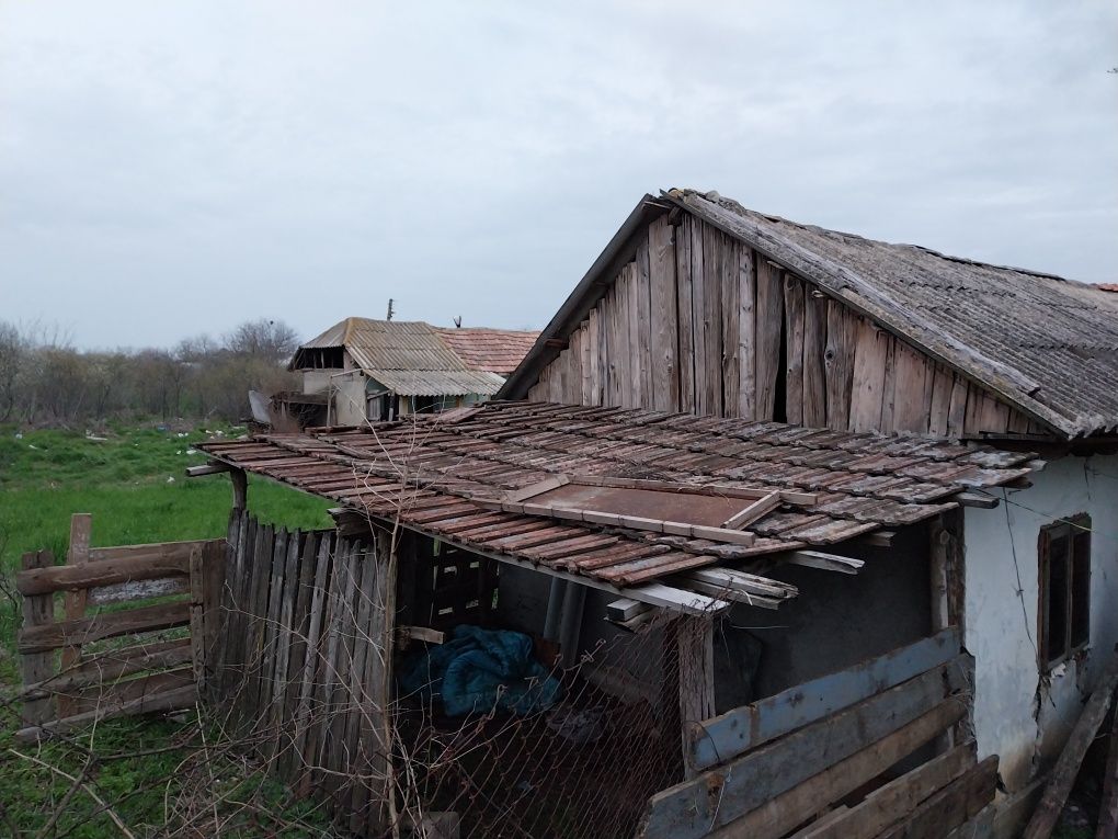 Țiglă ceramica intrega ,fără spărturi.