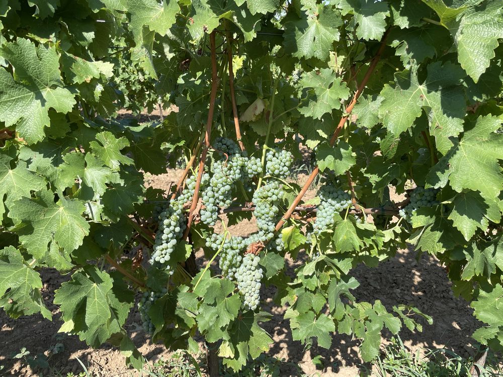 Vand struguri pt vin albi si rosii