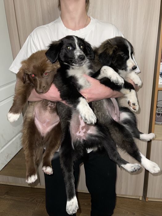 Щенки в поисках дома