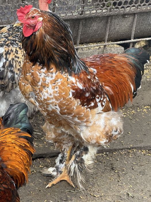 Gaini  brahma portelan