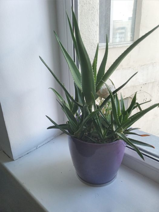 Цветы, цветы , Алоэ для лечения.