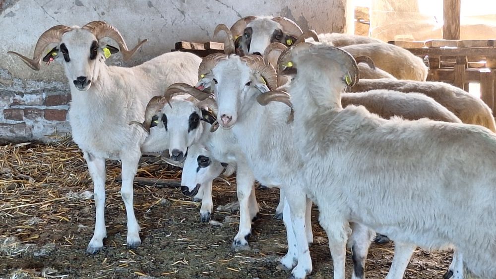 Vând berbecii  cu origine
