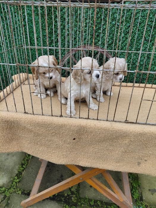 Американски кокер