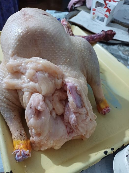 Қаз сатылад хб..