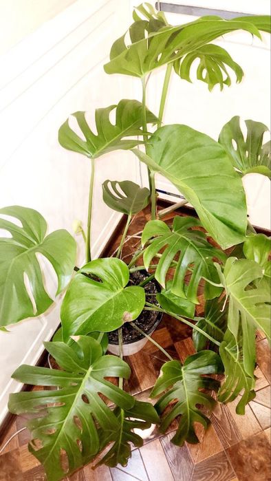 Цветок Монстера Гули