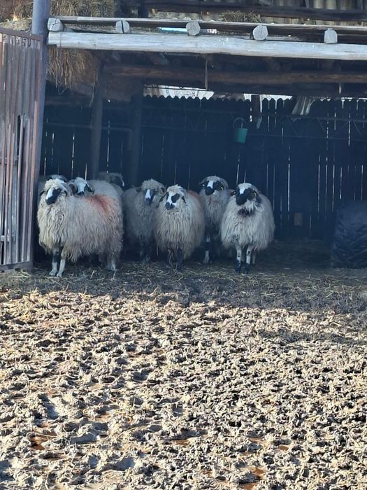 15 oi breze si un berbec