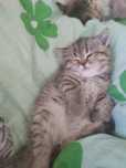 Шотландские котята.