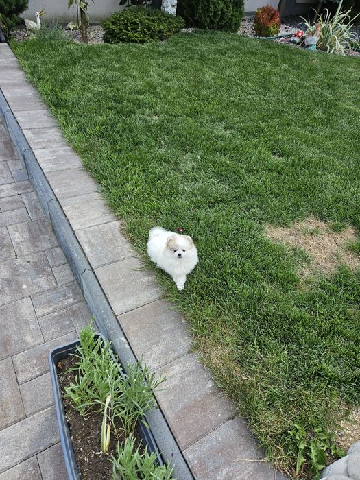 Pui de Pomeranian de vânzare – tip ursuleț, din părinți cu pedigree!