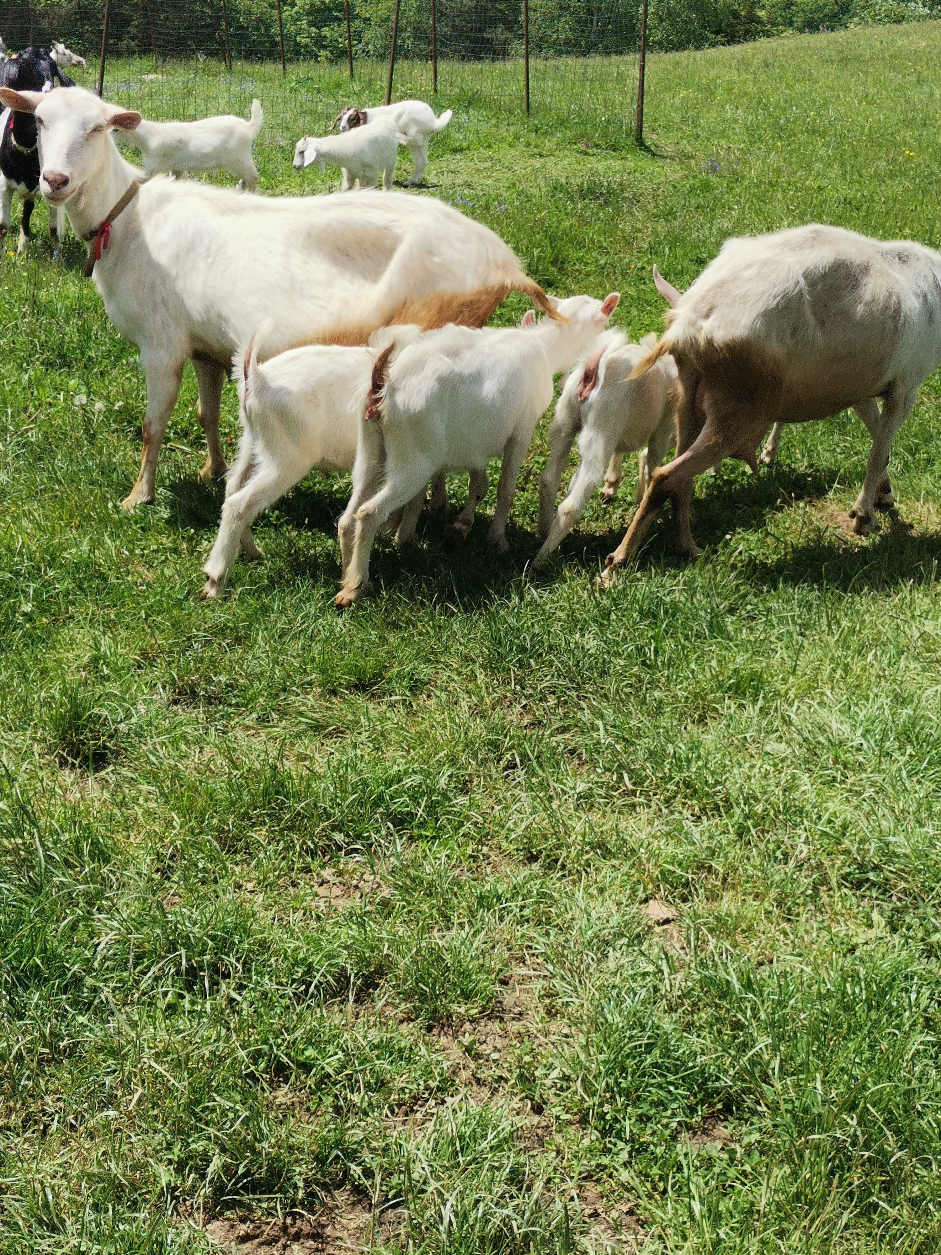 Vand iezi/ieduțe 9 buc 19 lei kg