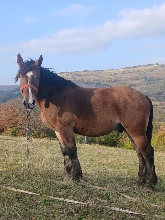 Vand sau schimb Mânz și iapa