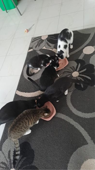 Donez pisici vaccinate