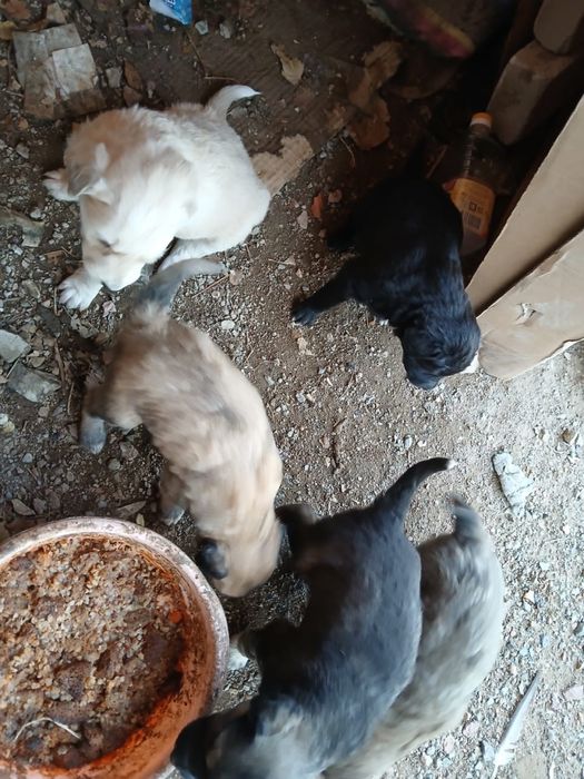 Отдам щенков в добрые заботливые руки