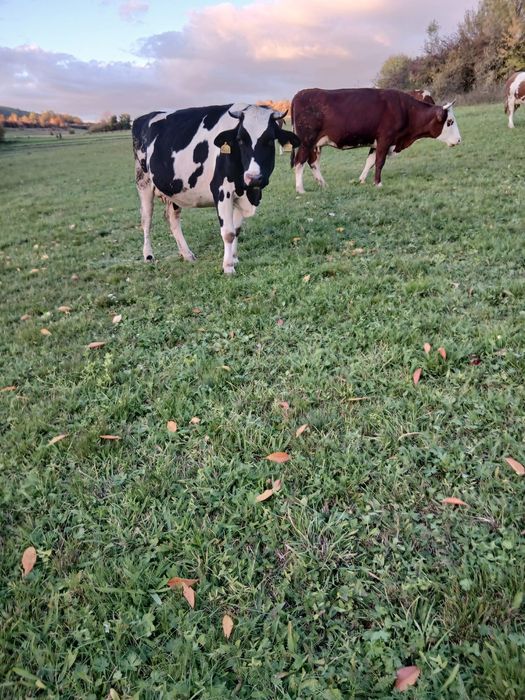 Ofer spre vânzare 2 vaci gestante si doua juninci
