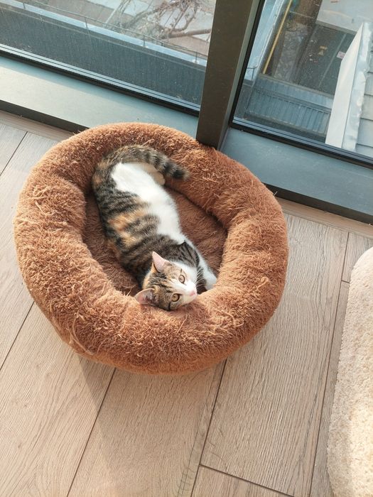 Котенок девочка трехцветная