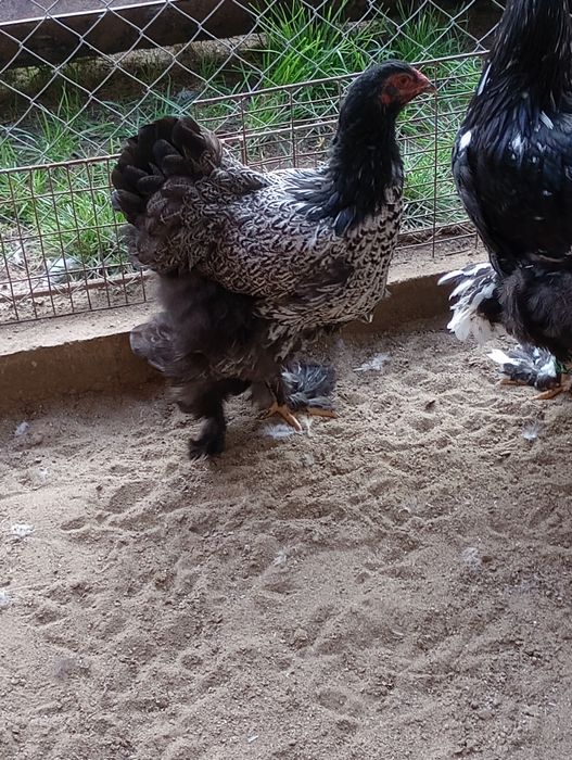 Puicuțe Brahma de vînzare silvar Orange