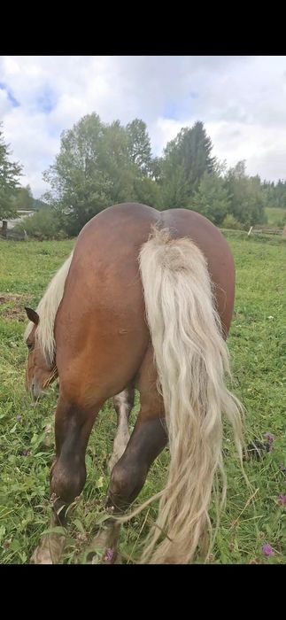 Vând cal castrat de 3 ani