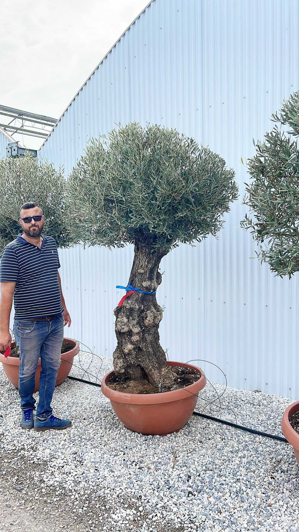 Plante Ornamentale De Calitate Superioara