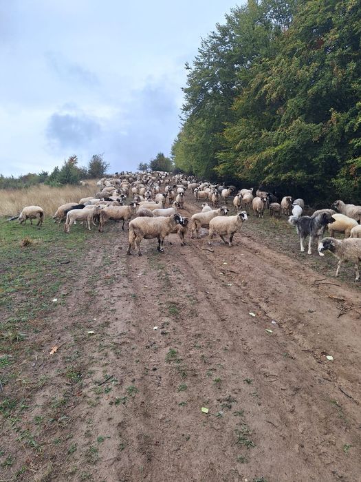 Vând oi tinere si miori