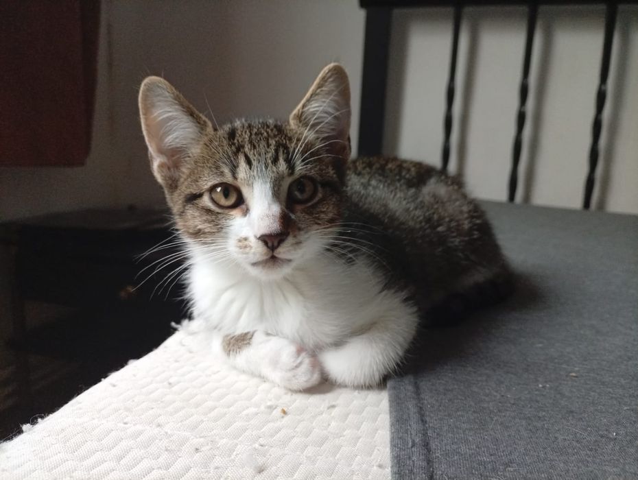 Elisa pisicuta cuminte si iubitoare cauta familie adoptiva
