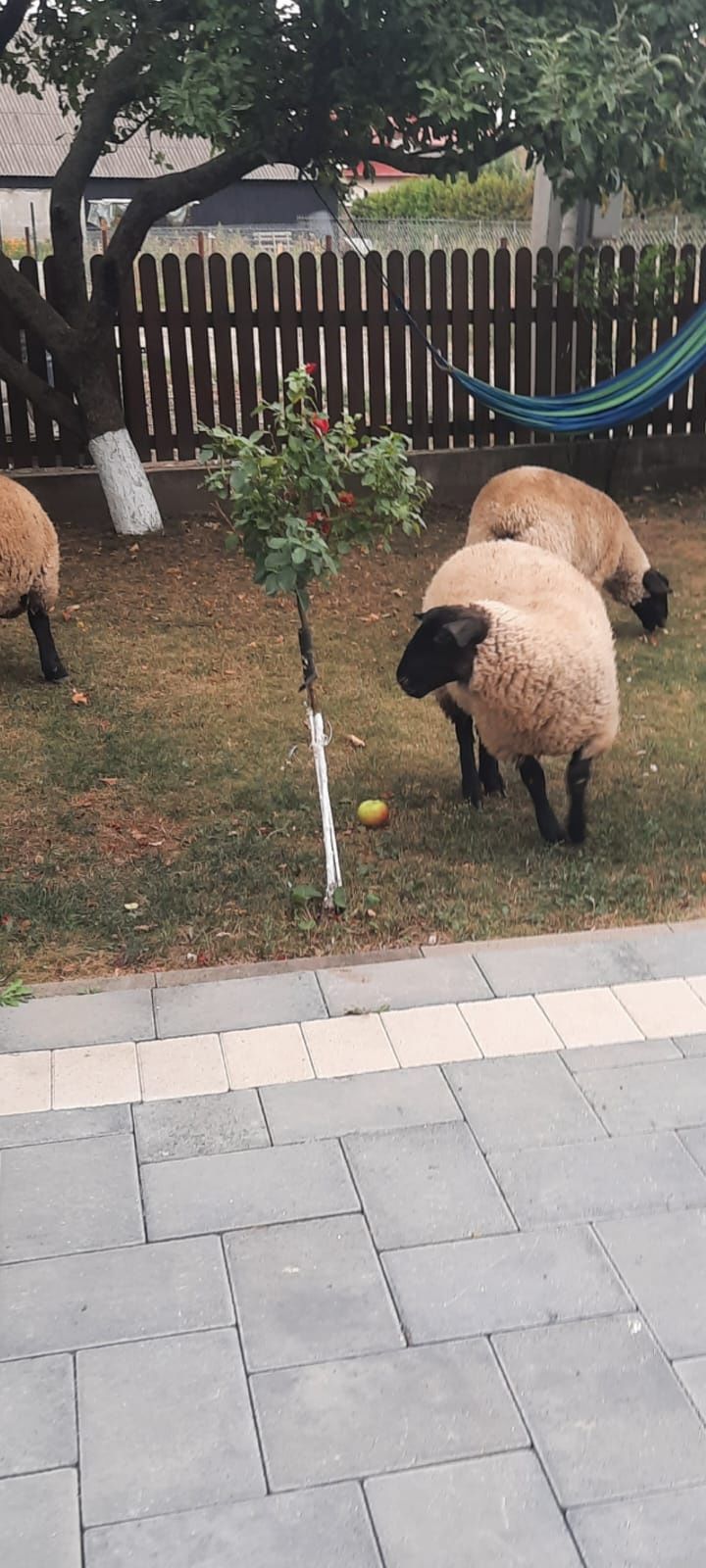 Vând oi sulfok (de carne)