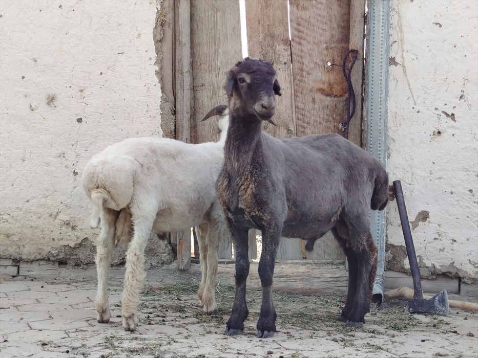 Duraga qo'chqor barralar sotiladi..