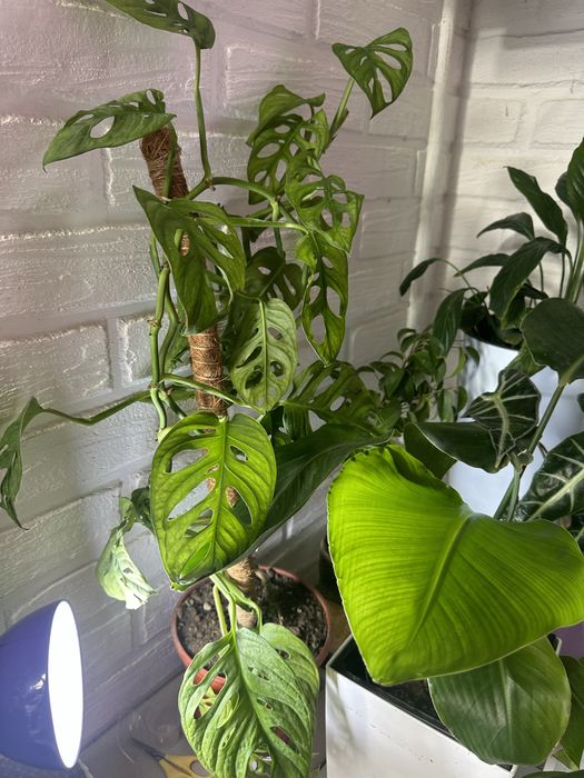 Растения-как естественный фильтр воздуха