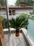 Palmieri cicas revoluta .plante exotice interior exterior