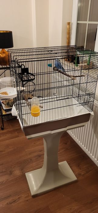 Vand perus mascul cu colivie si accesorii