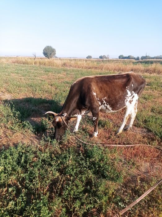 Жепь ишивуина гарантия