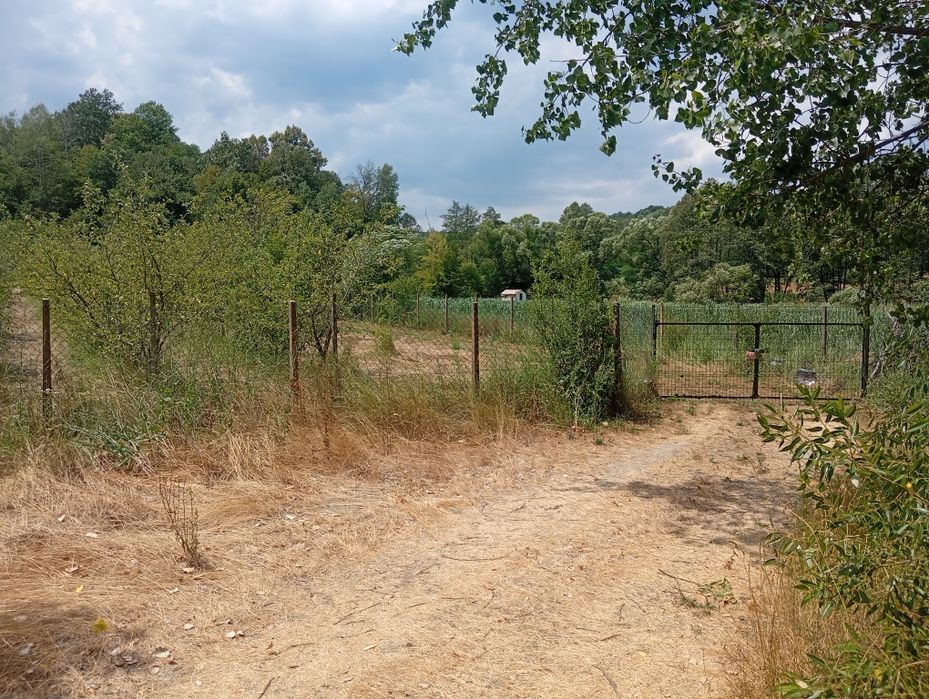 Teren agricol, 3000 mp, la șosea cu pomi