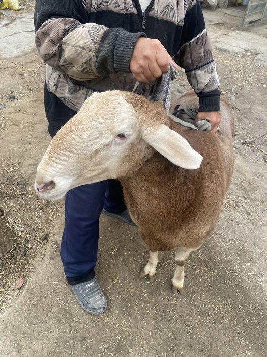 Qochqor qoy sotiladi