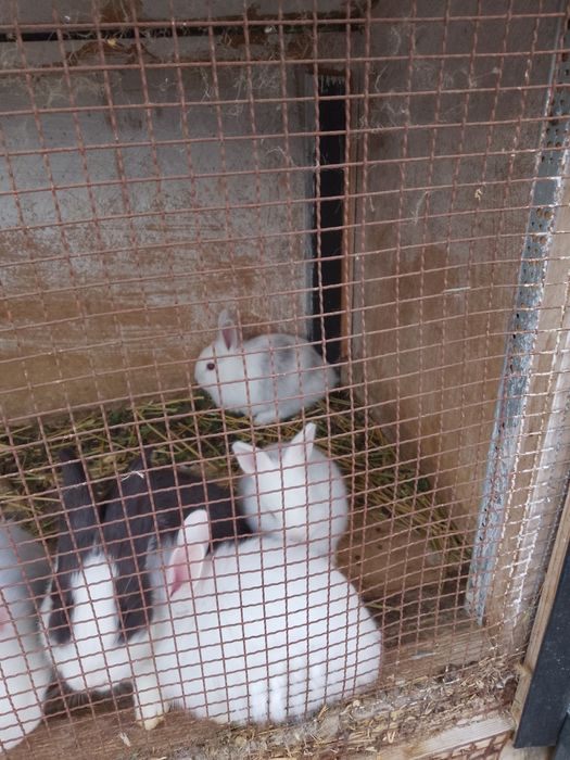 Vănd iepurași cap de leu