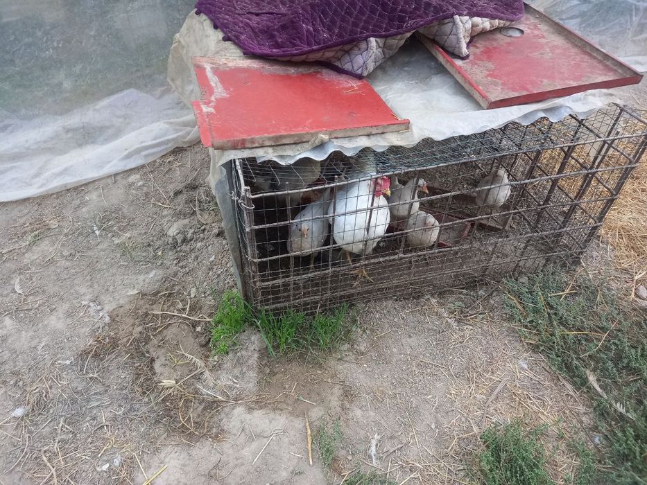 Tovuqlar va jojalar sotiladi.