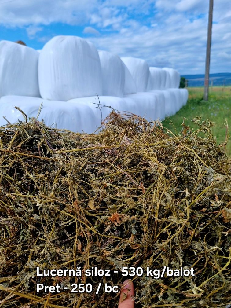 Baloti de lucernă,  fân,  borceag