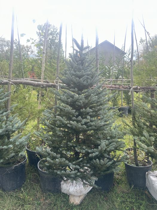 Platan / Mesteacan / copaci / Brazii plante leylandii