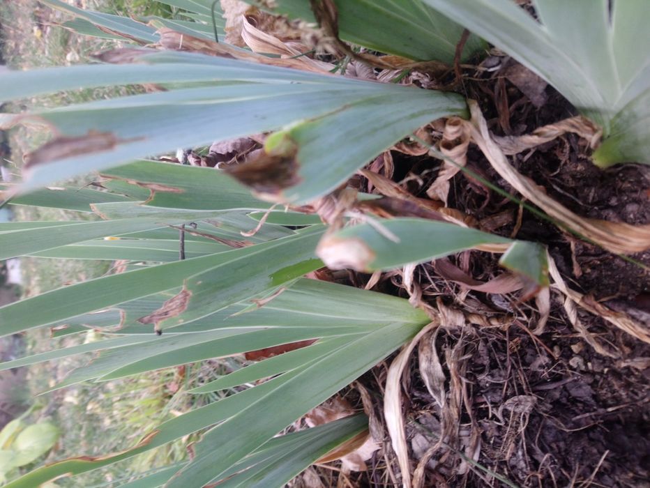 Ирис бял и жълт, хемерокалис,хризантеми