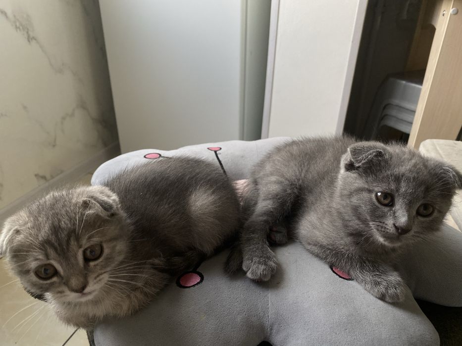Продаются шотландские вислоухие котята