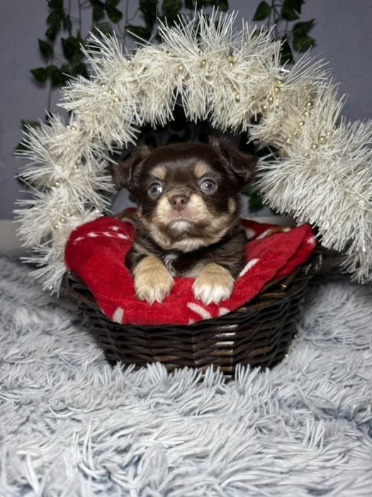 Чихуахуа момченца