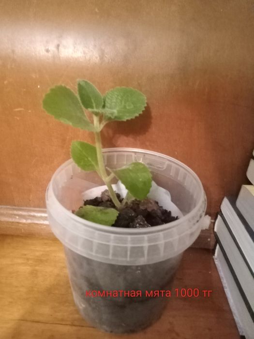 Продам комнатные цветы недорого