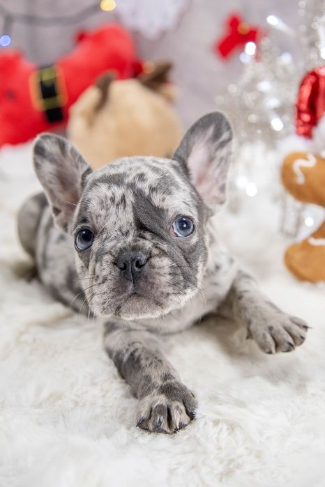 bulldog francez blue merle