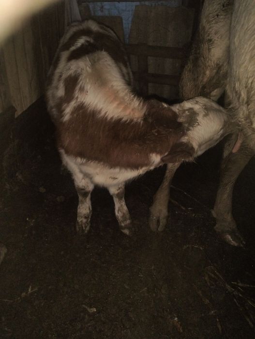 De vânzare vacă de 7 ani cu vițea de 3 luni