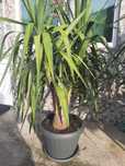 Vand Yucca Elephantipes
