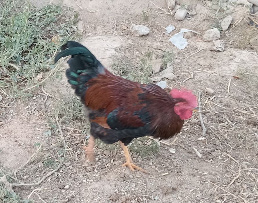 Хуроз сотилади соглом