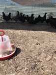 Pui Australorp 2 luni