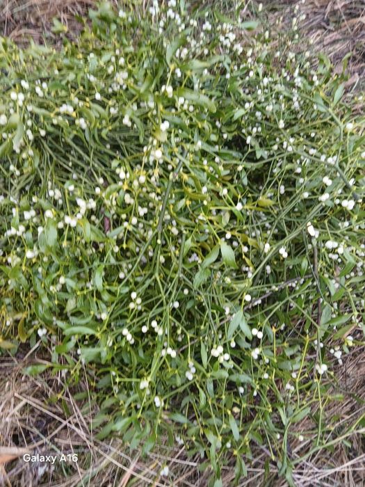 Vindem vsc la sac la legături în angro transport gratuit