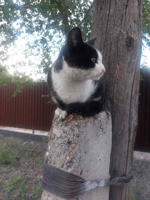 животное , Кошка