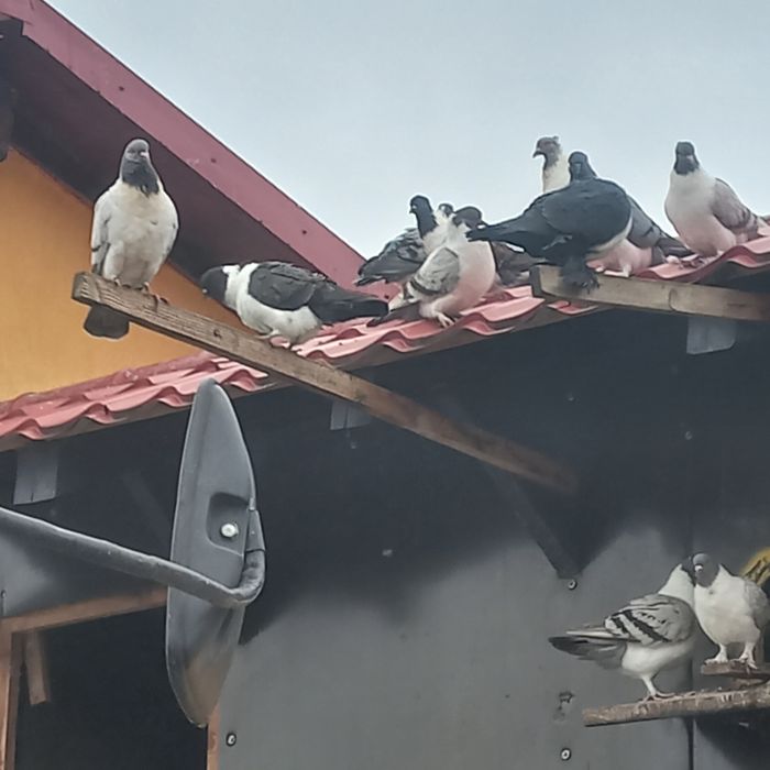 Vand porumbei straseri