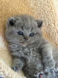 British Shorthair blue cu pedigree/testati /contract/ transport