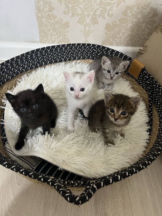 Цена договорная котята напишите на ватсап